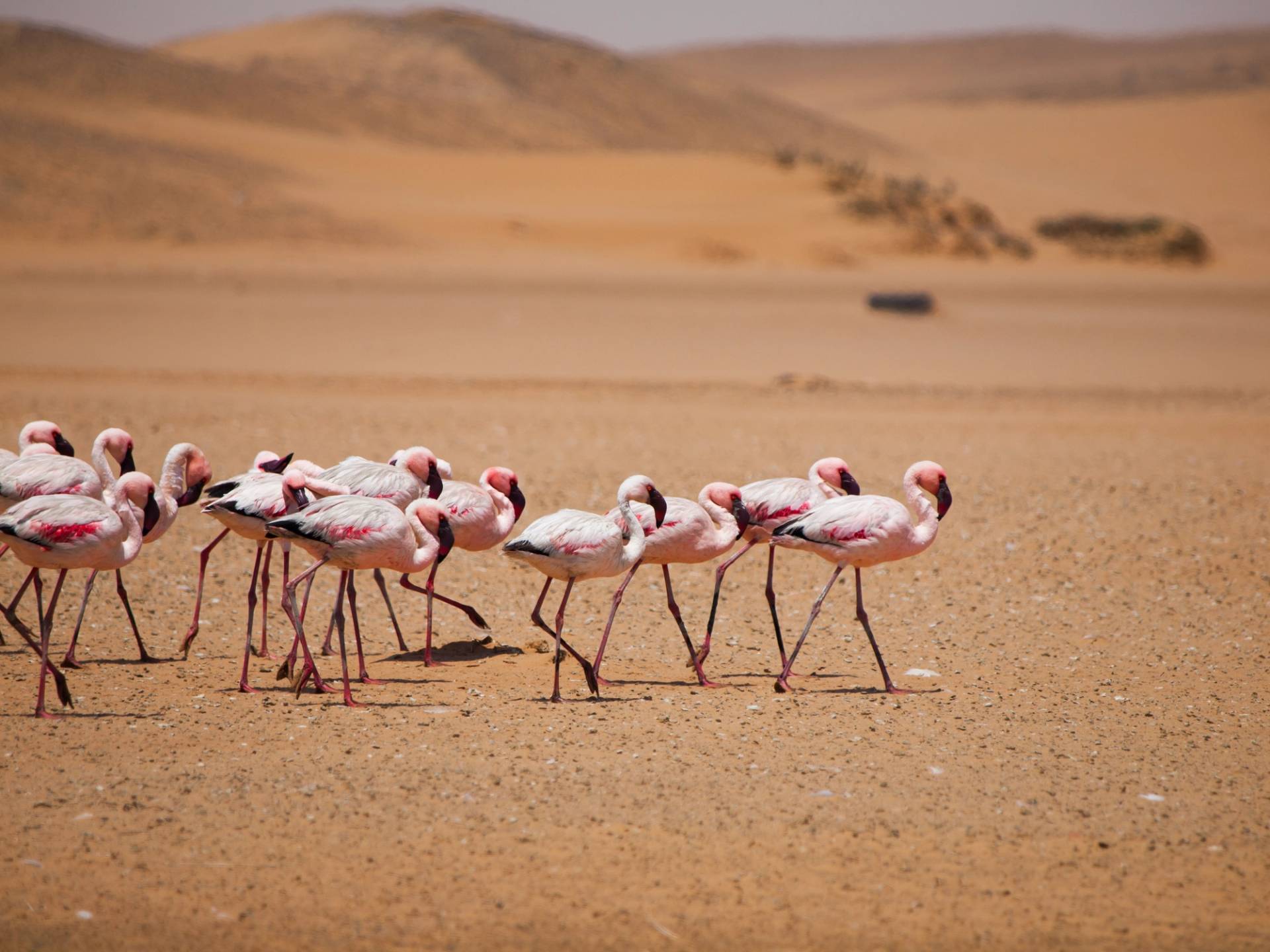 flamingos