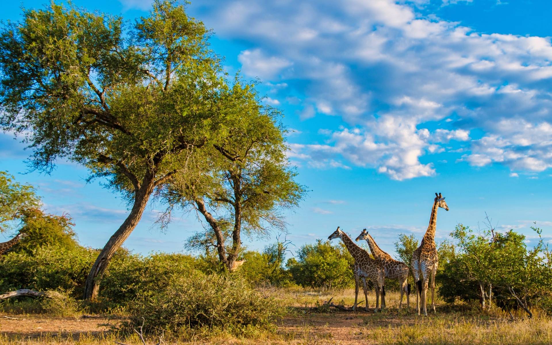 giraffe Matobo National Park