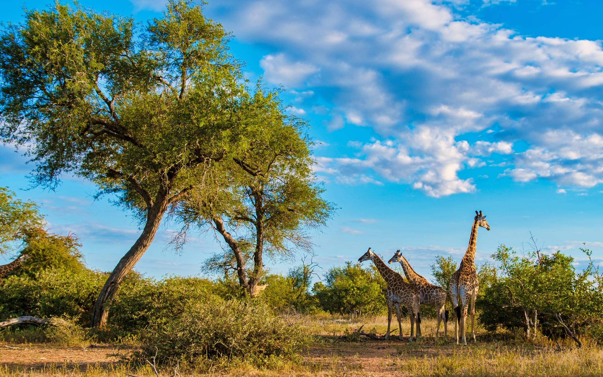 giraffe parco nazionale matobo