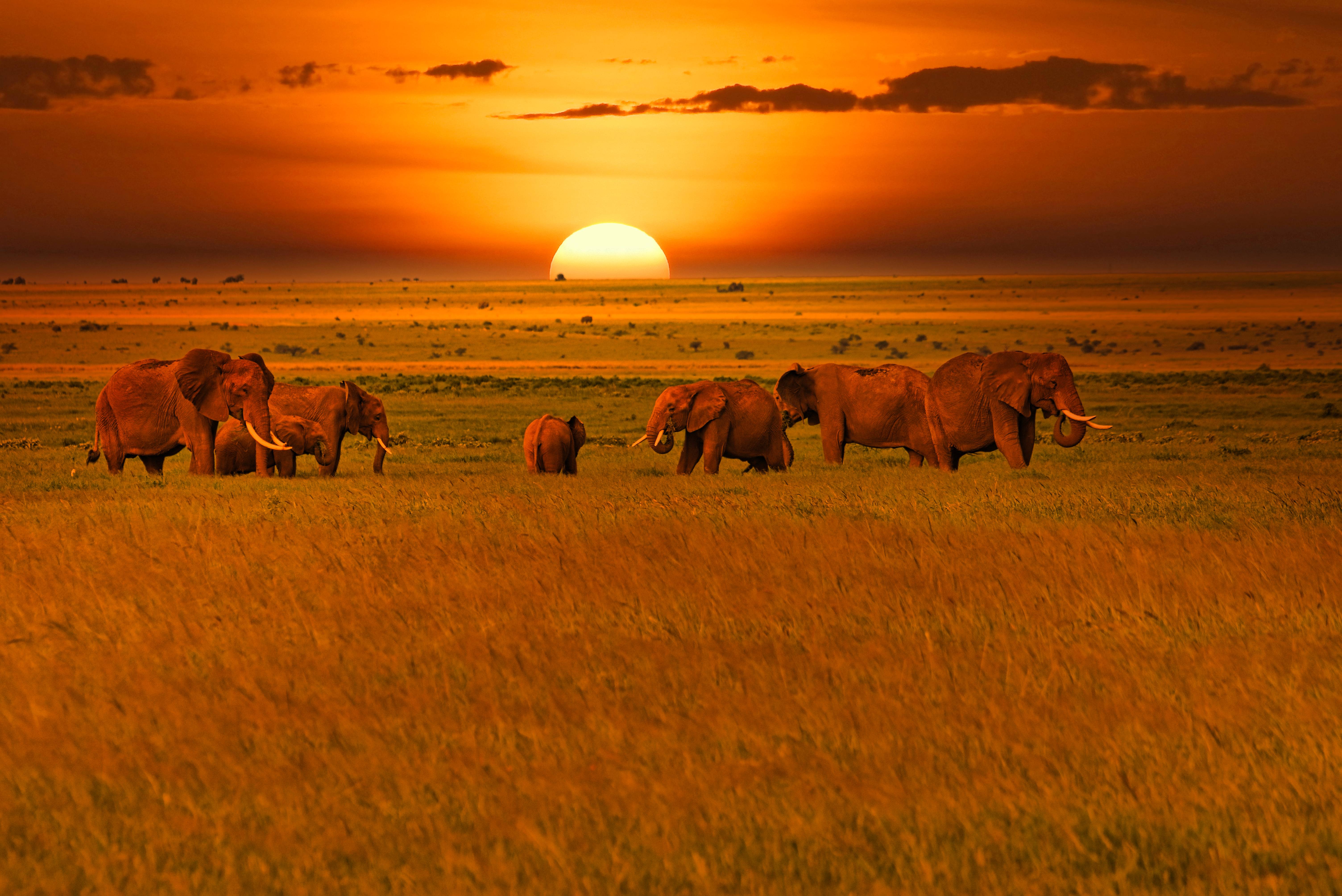 tramonto con elefanti in kenya