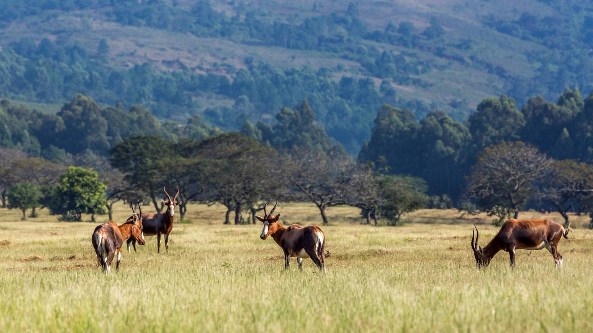 grazing animals