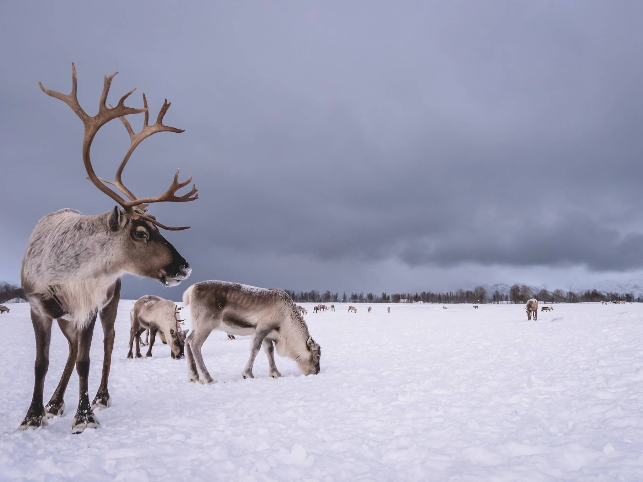 Viaggio in Lapponia Finlandese cover