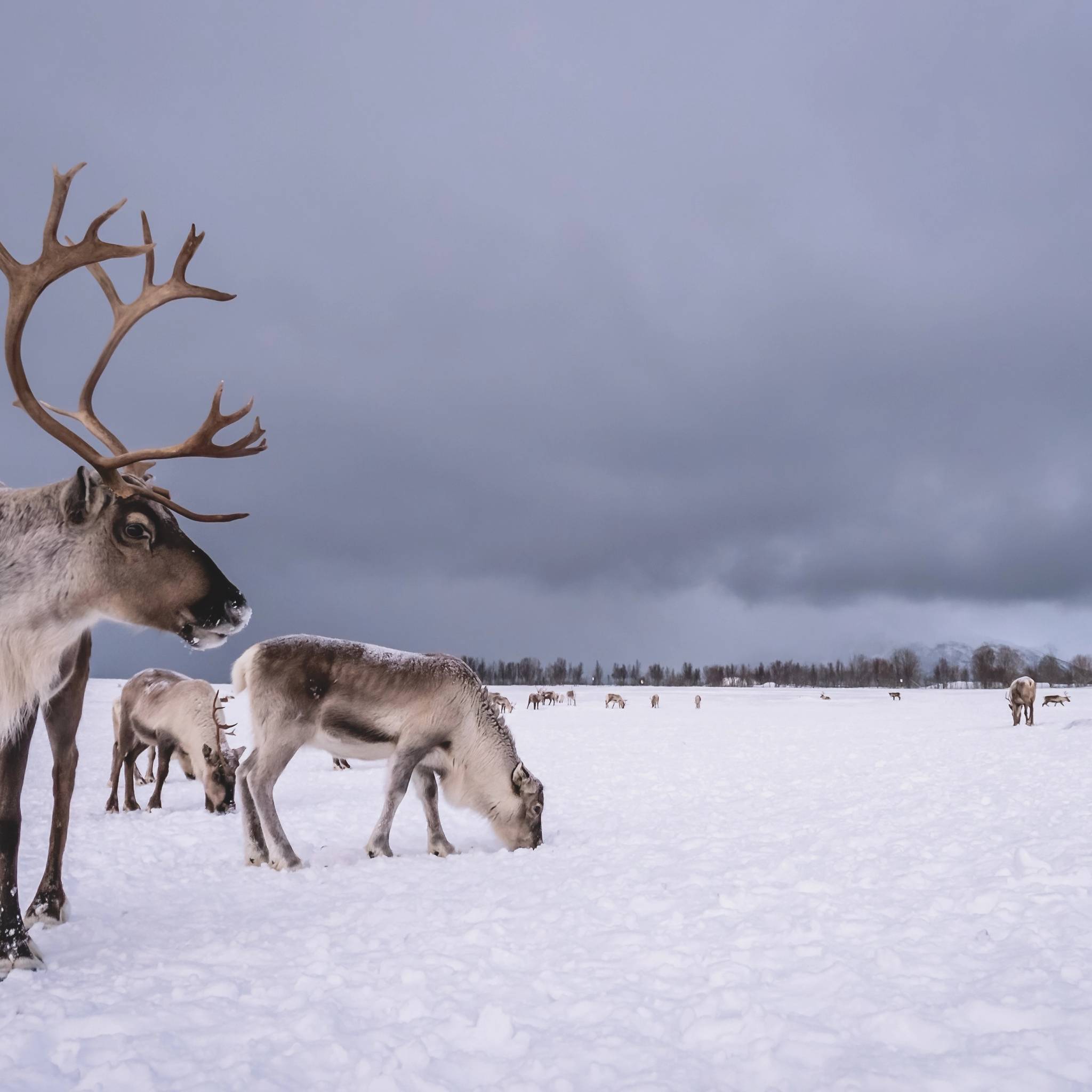 Viaggio in Lapponia Finlandese