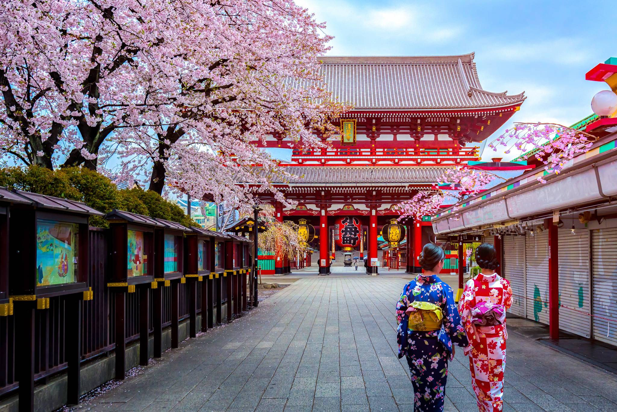 viale ciliegi tokyo giappone