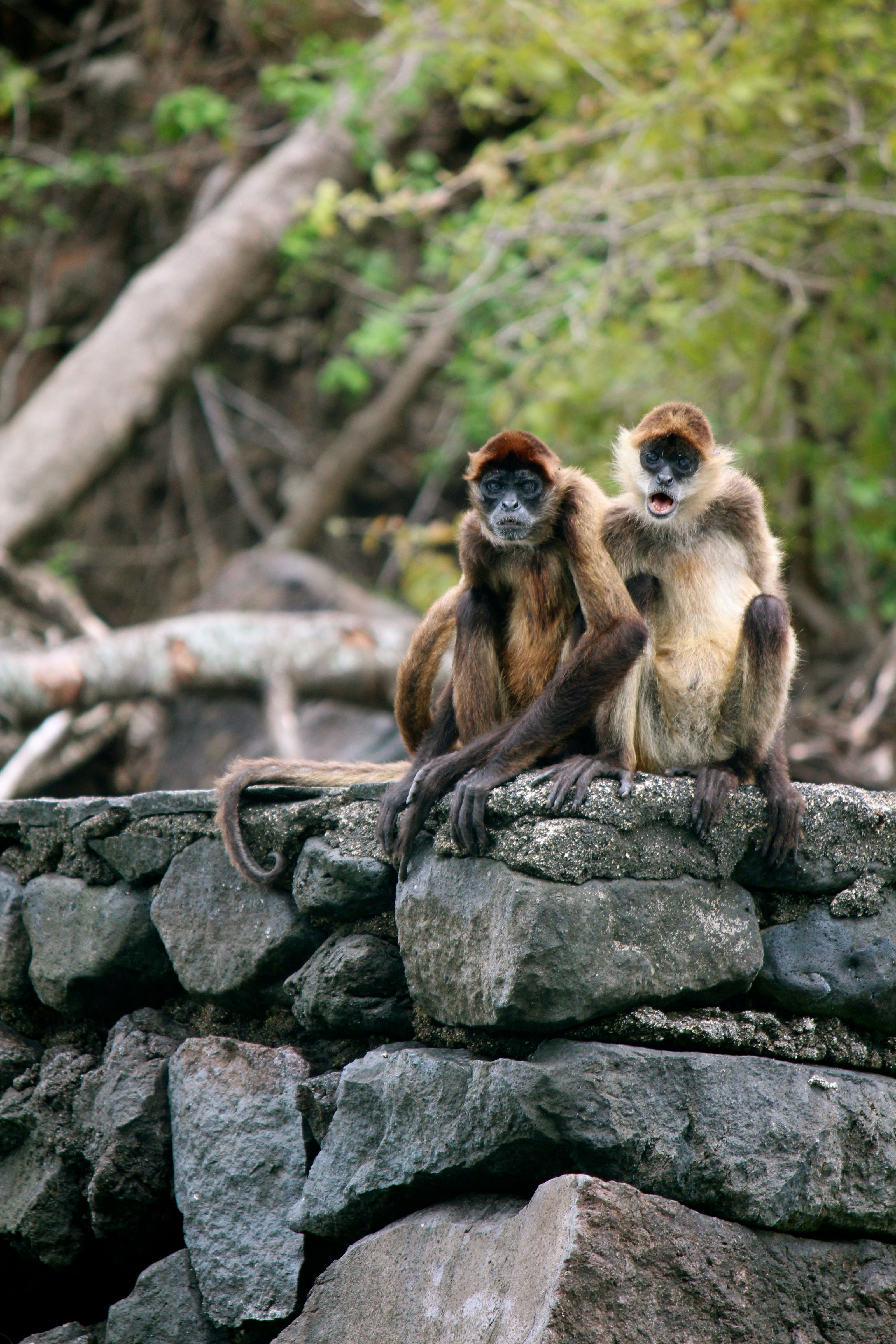scimmie in nicaragua