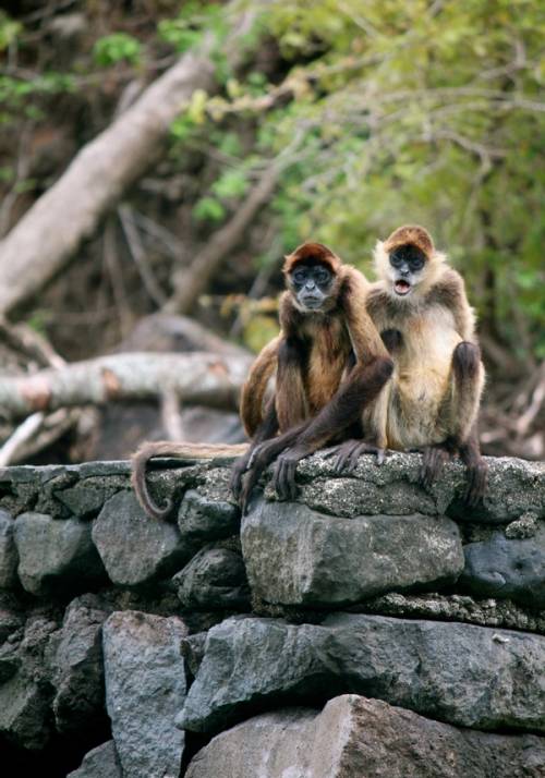 scimmie in nicaragua