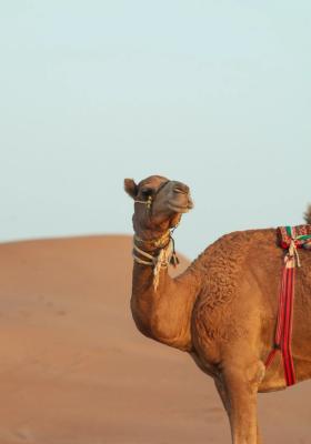 cammello nel deserto