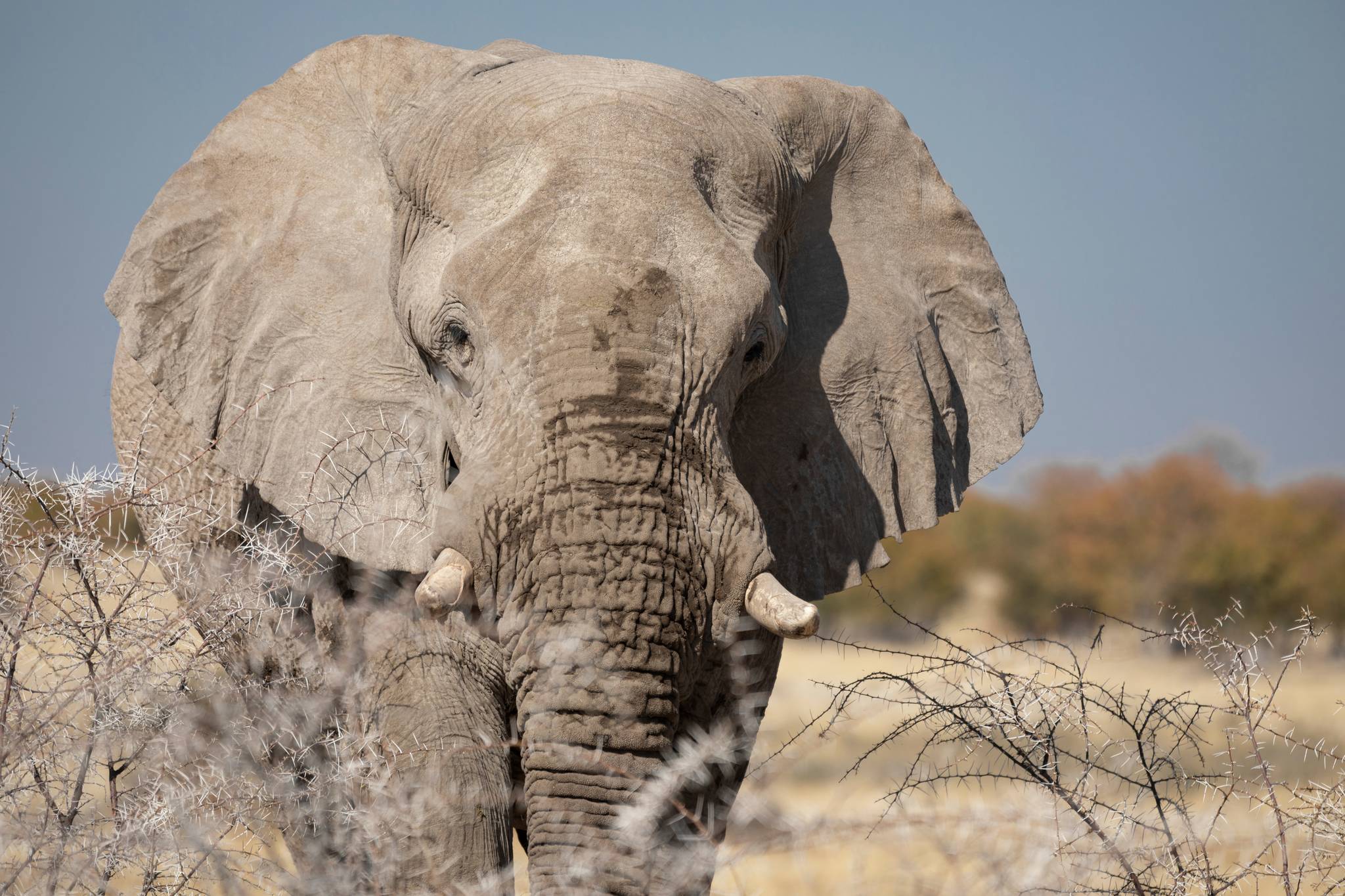 elefante