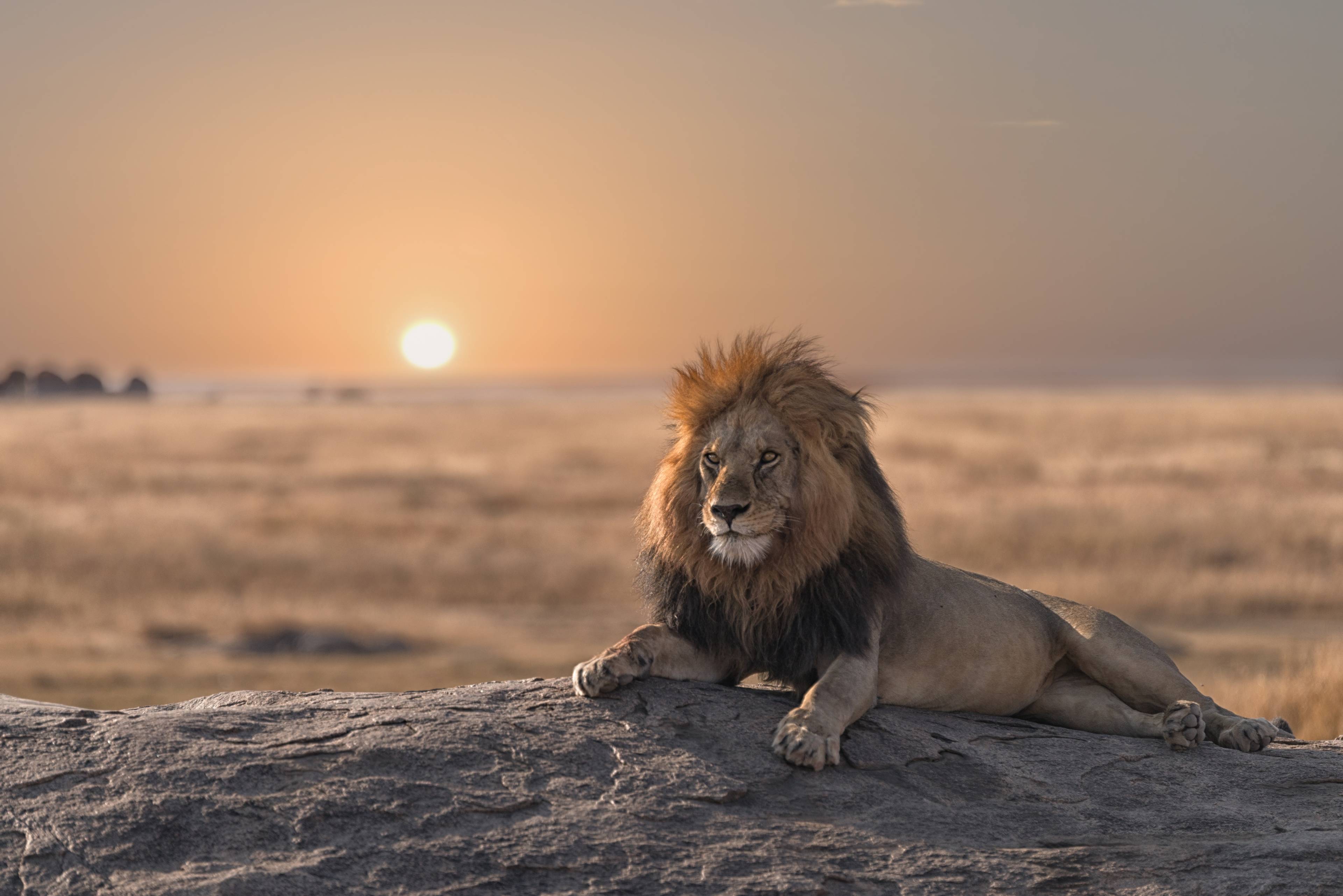 leone all'alba nel serengeti national park