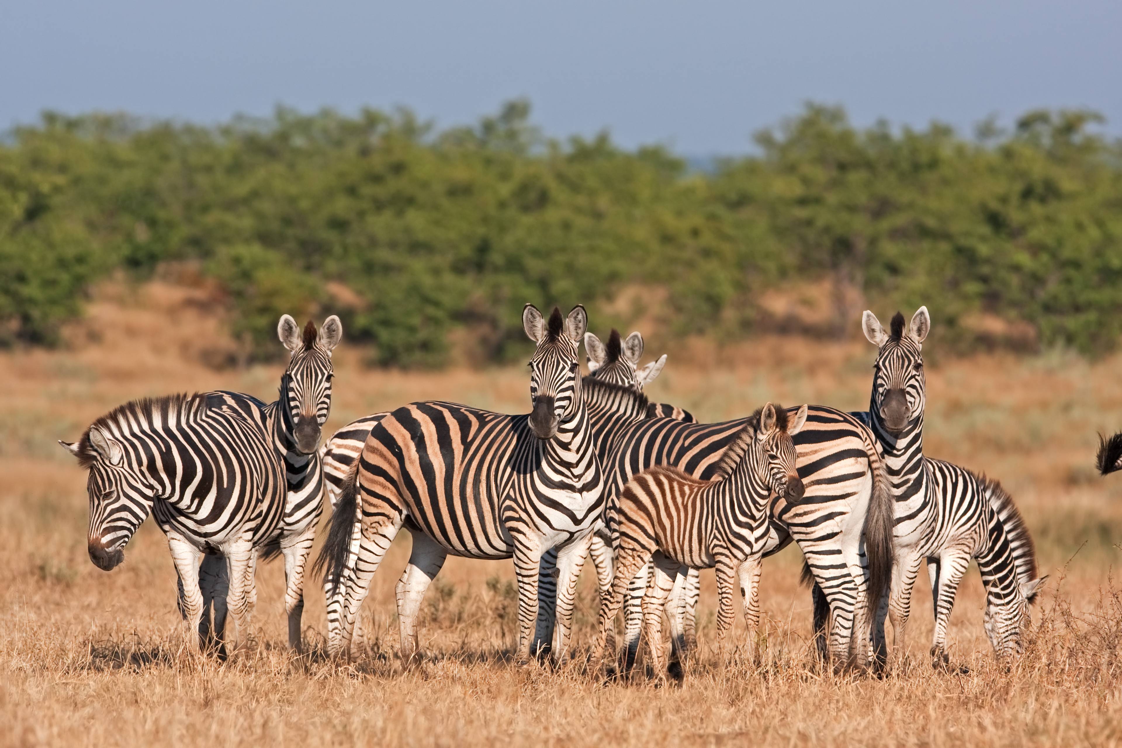 safari in sudafrica