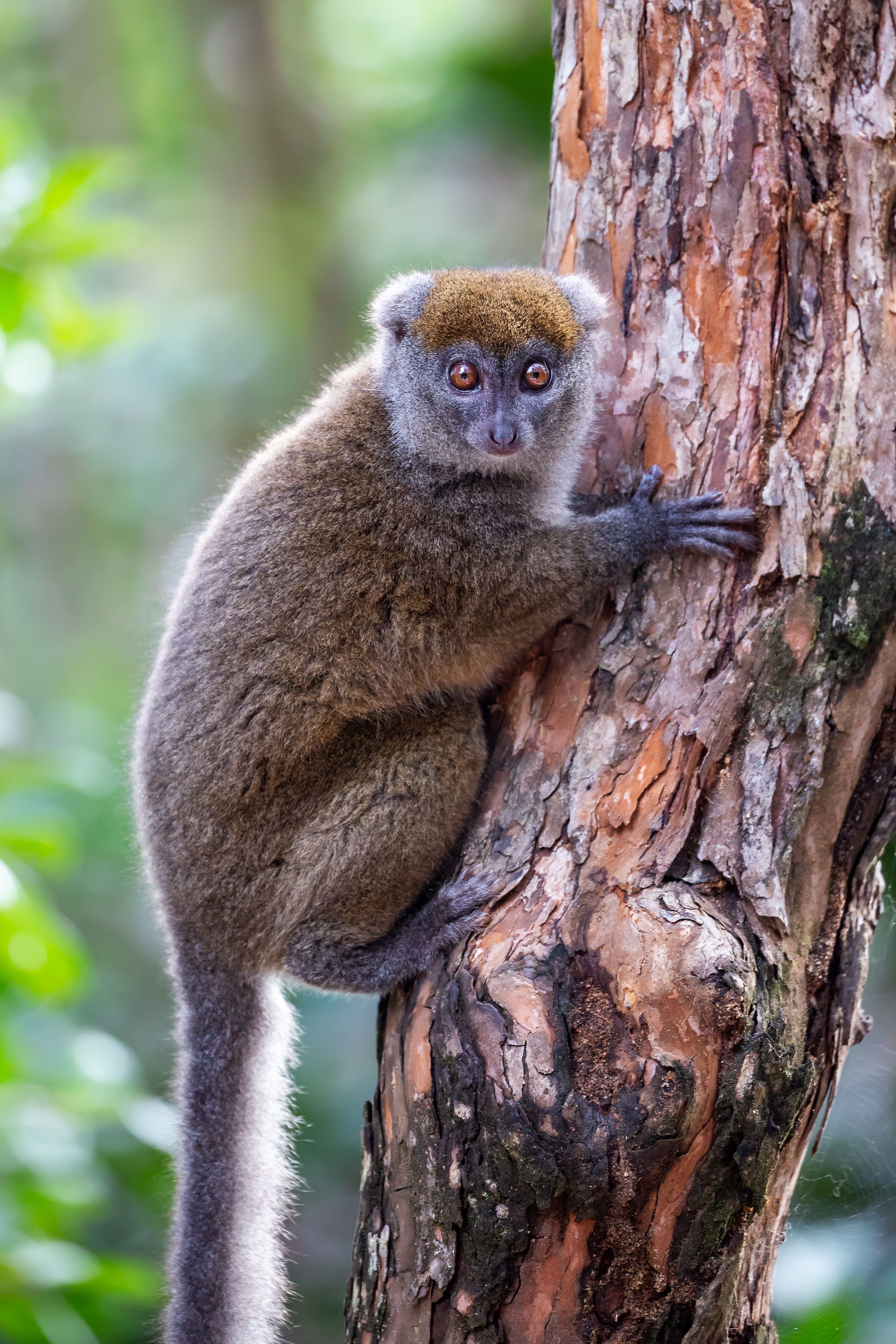 scimmia nel parco nazionale di ranomafana