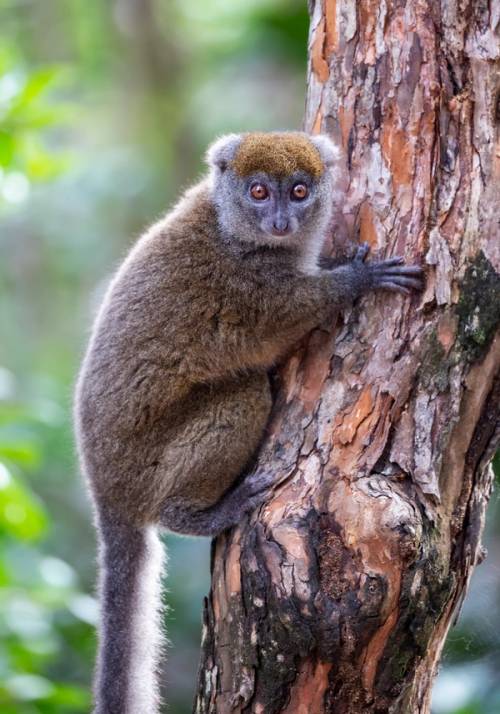 scimmia nel parco nazionale di ranomafana