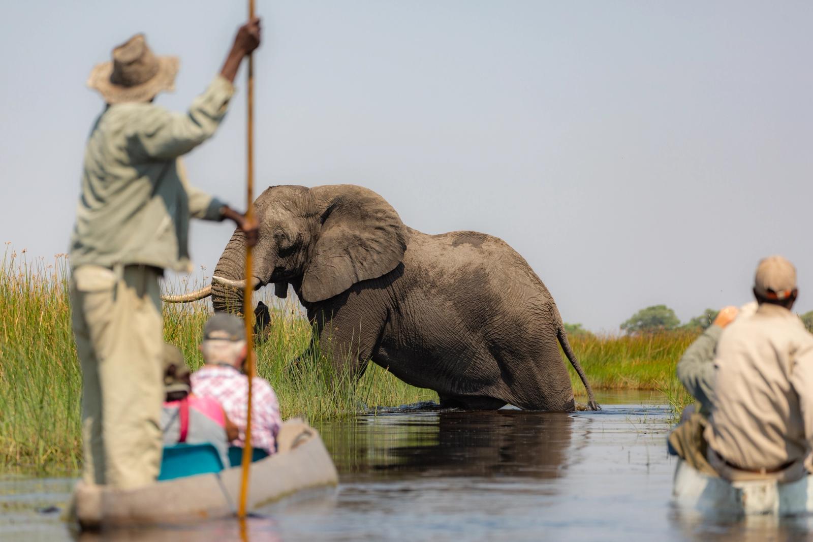 escursione in canoa tra gli elefanti su fiume in botswana
