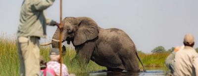 escursione in canoa tra gli elefanti su fiume in botswana