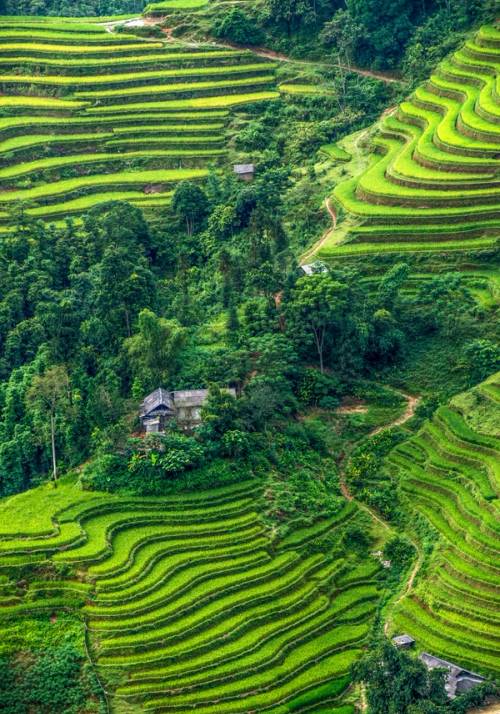 Hoang Su Phi rice fields