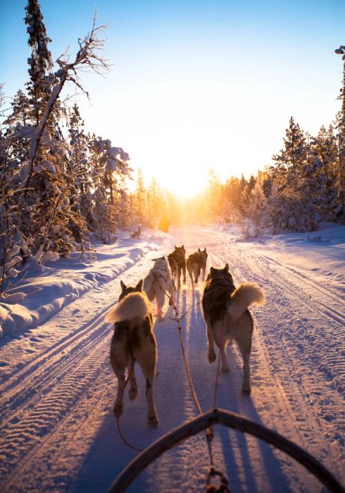 slitta con husky