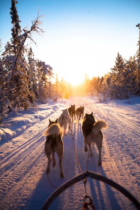 escursione in slitta con husky tromso norvegia
