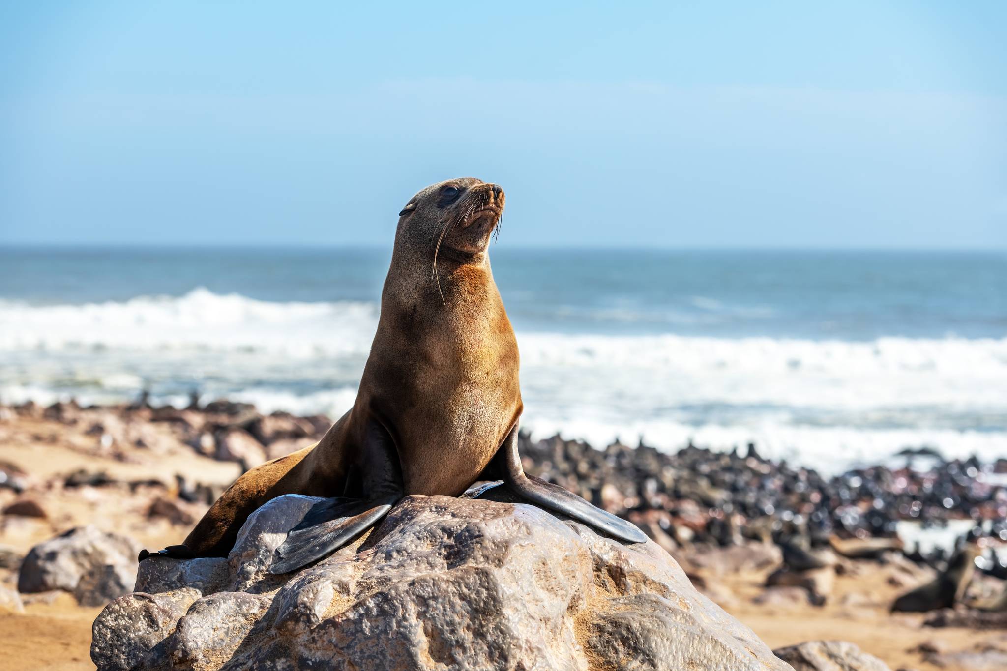 foca a cape cross namibia