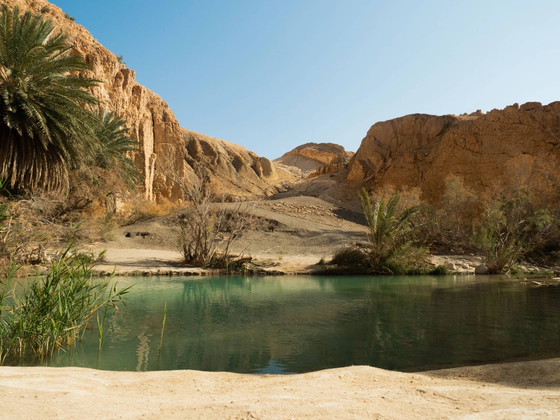 oasi tozeur tunisia