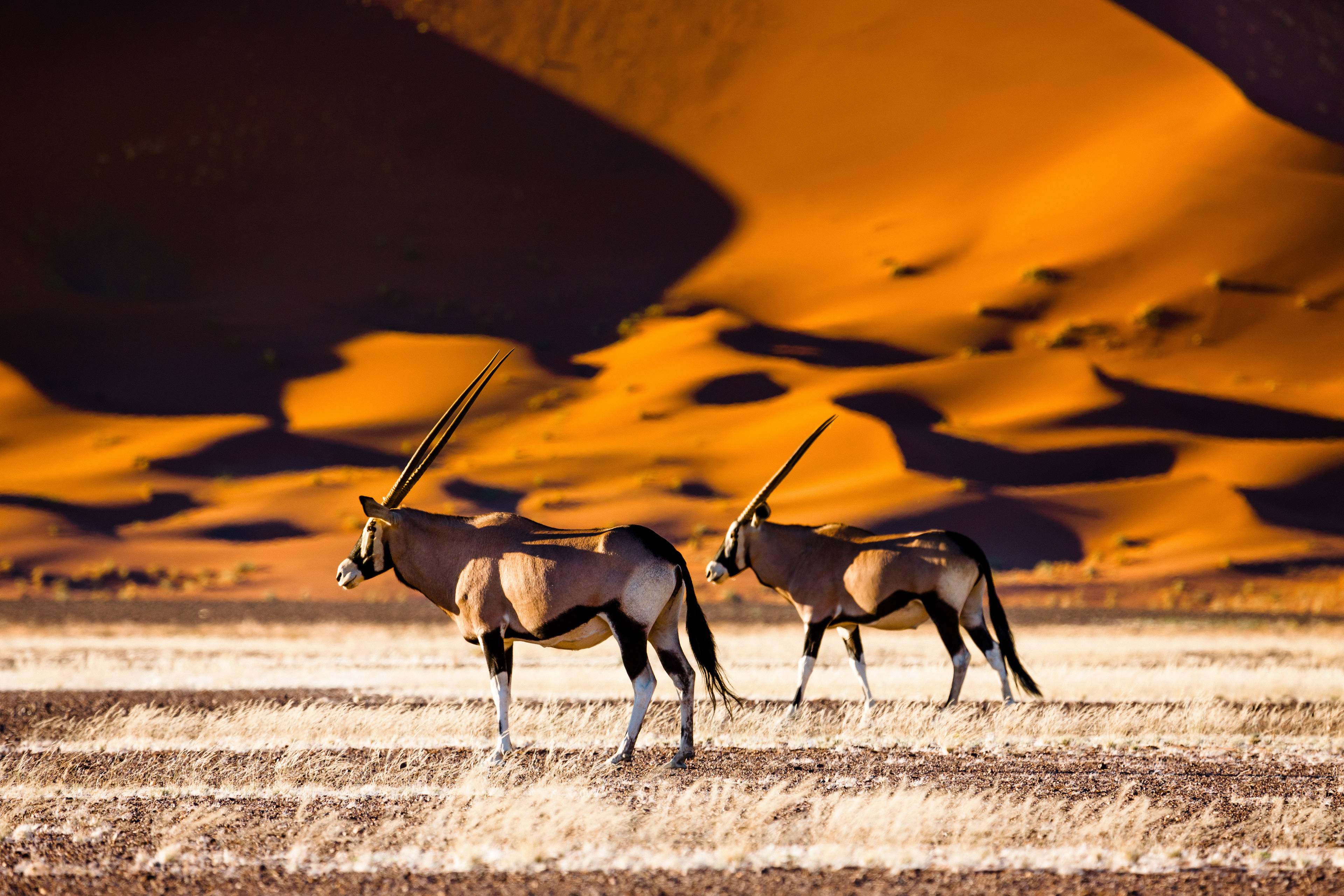 antilopi nel deserto