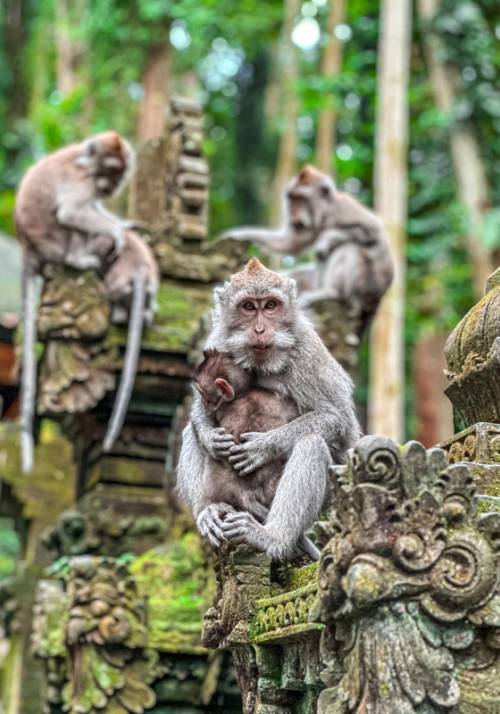 monkey forest di sangeh