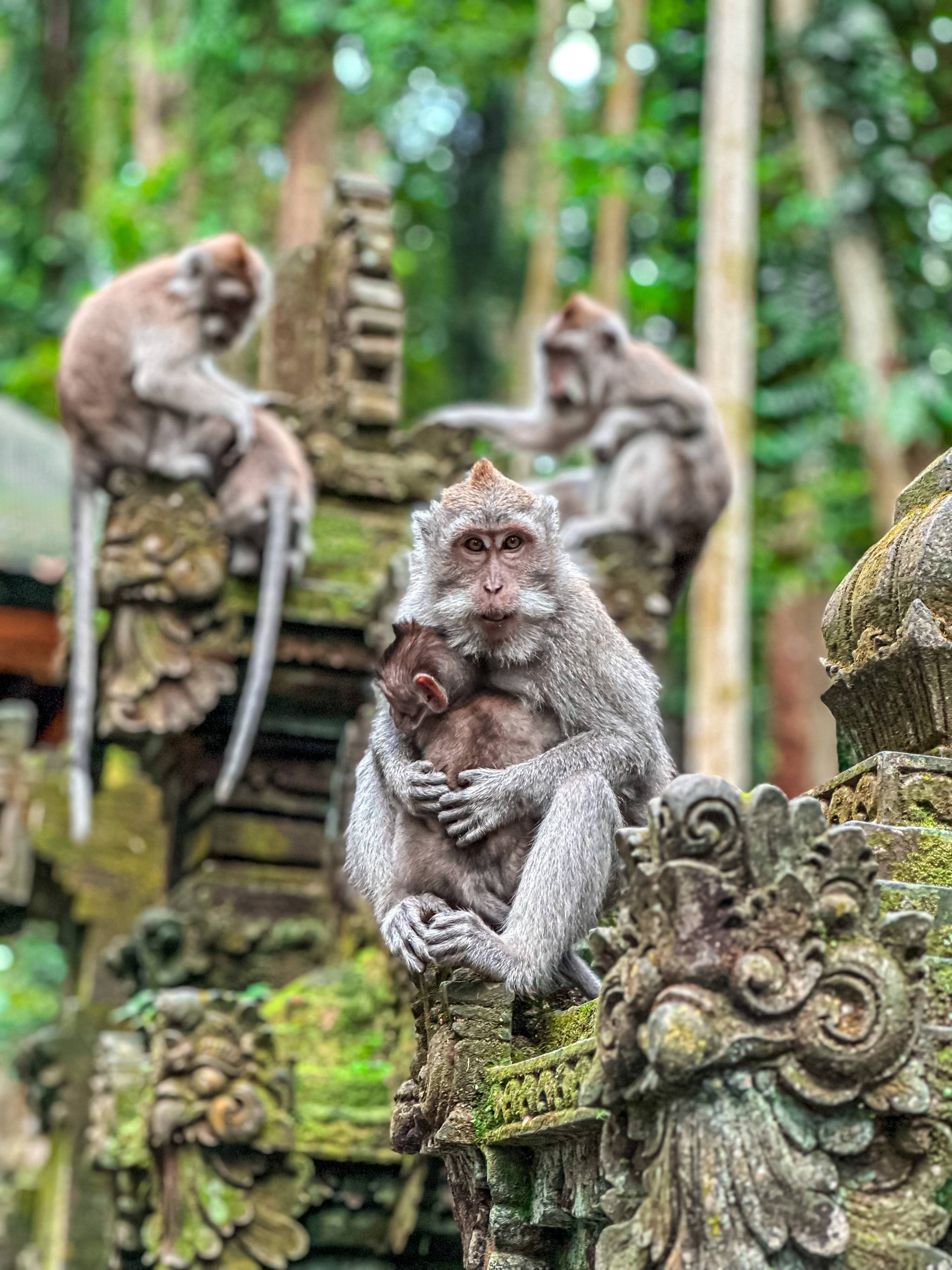 monkey forest