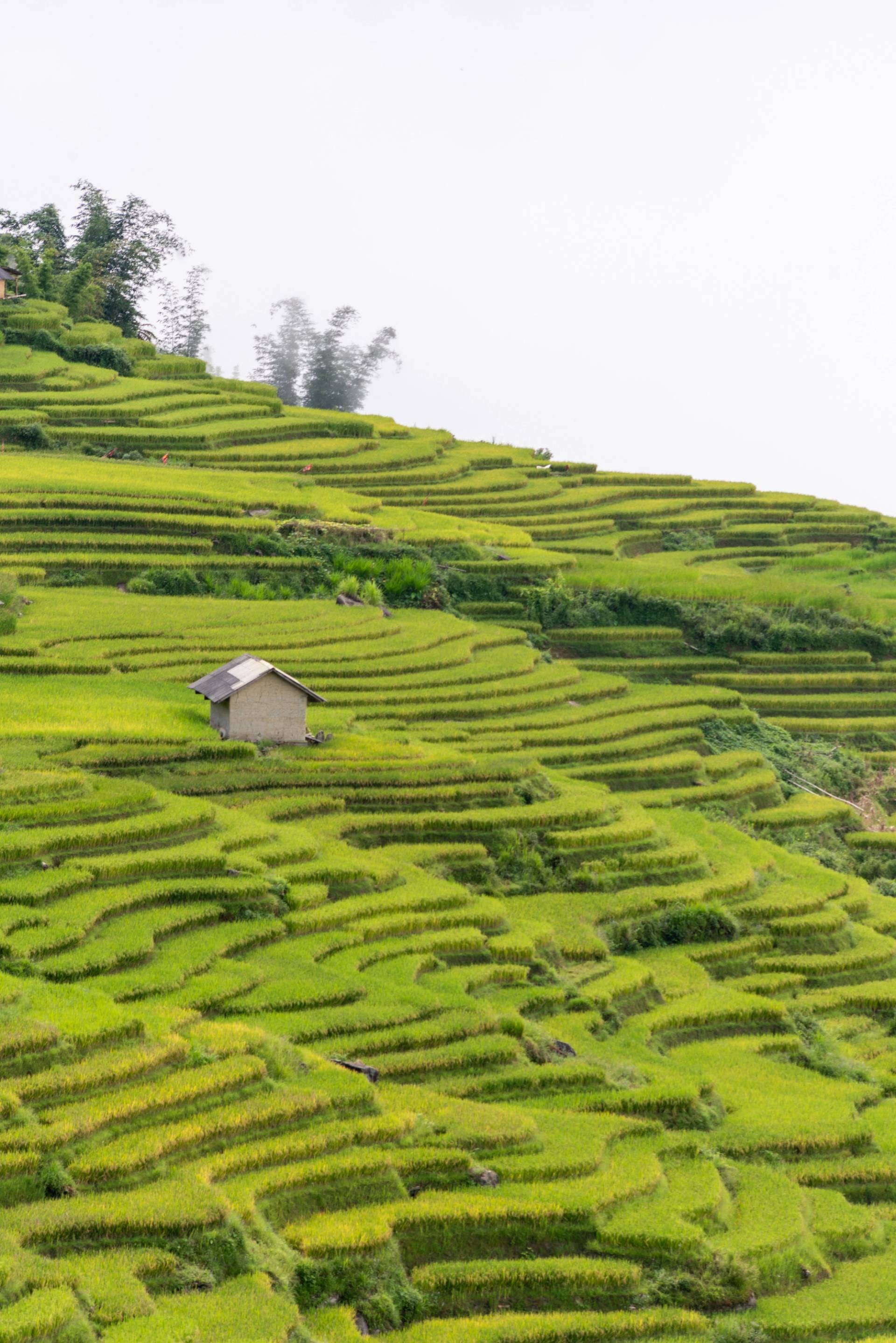Vietnamese rice fields