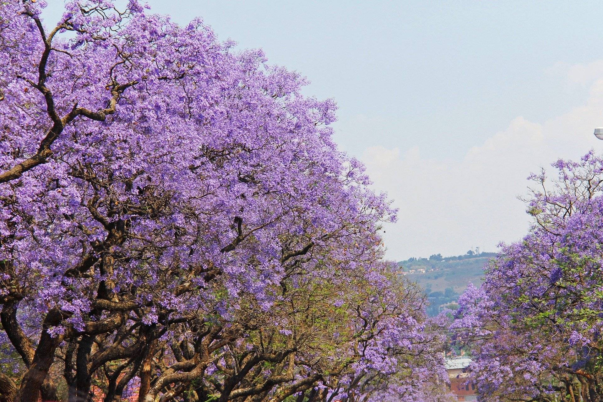 Alberi con fiori viola di Jocaranda City
