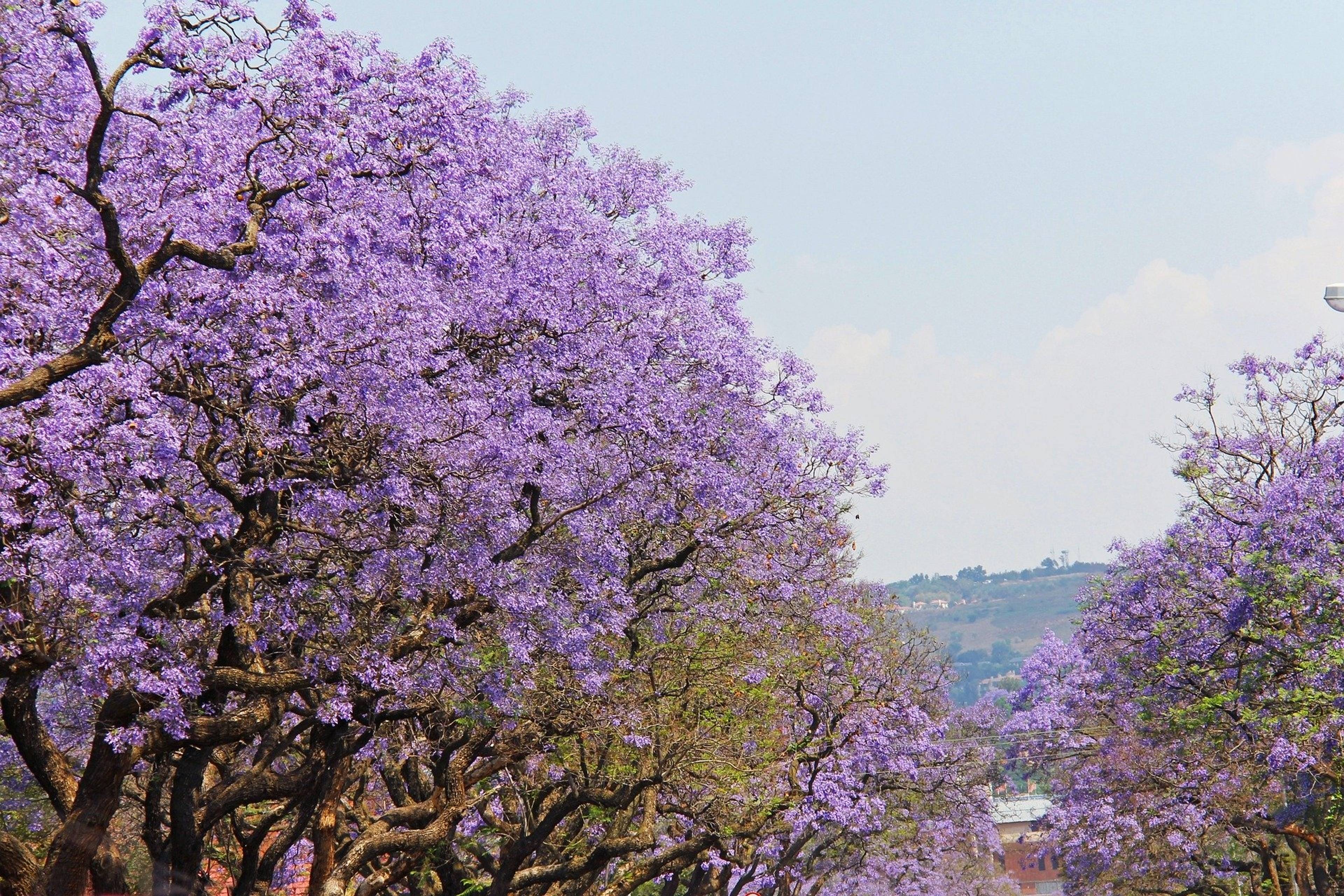 Alberi con fiori viola di Jocaranda City