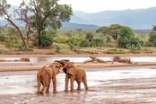 scontro tra elefanti