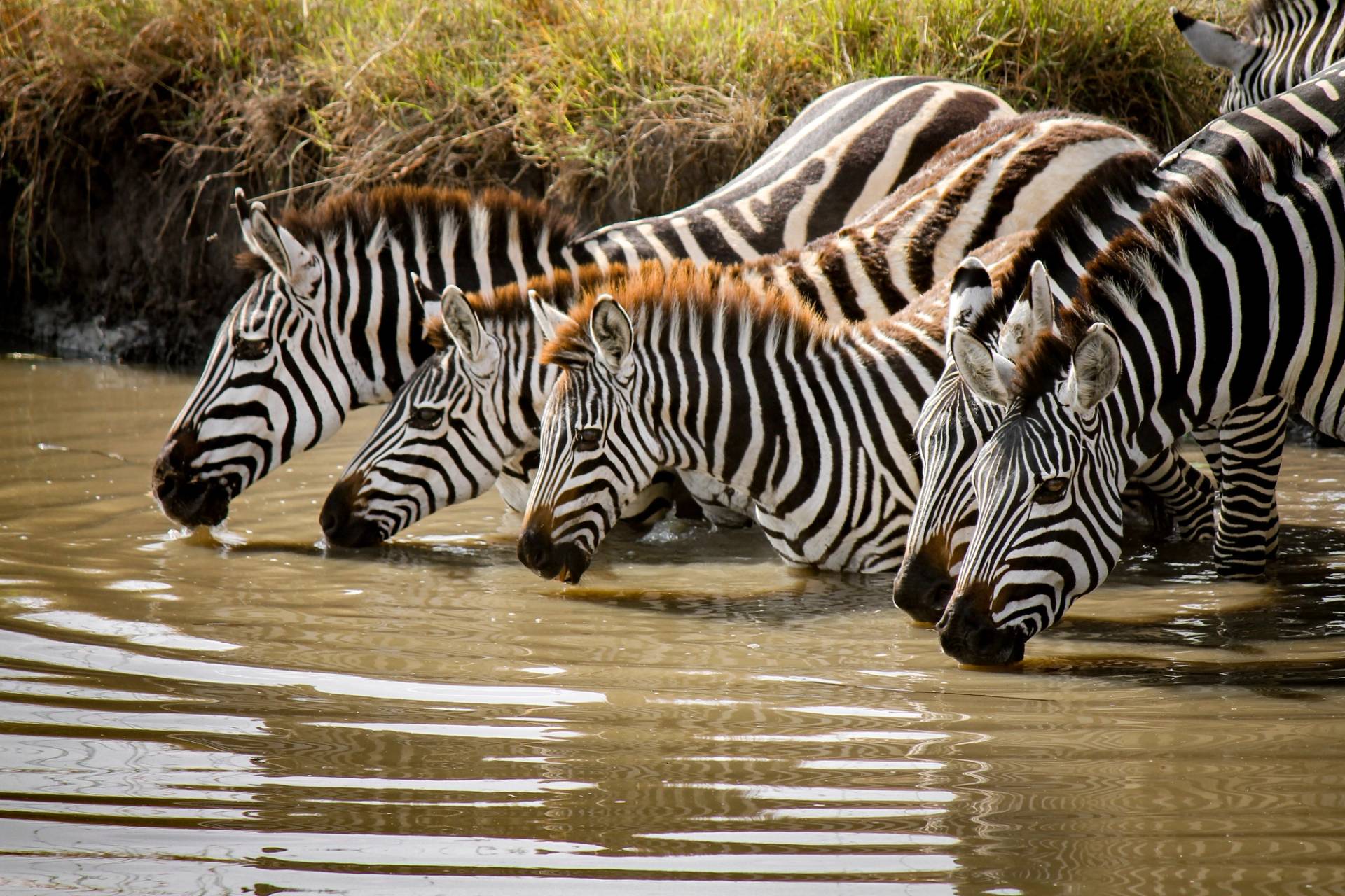 zebre che si abbeverano