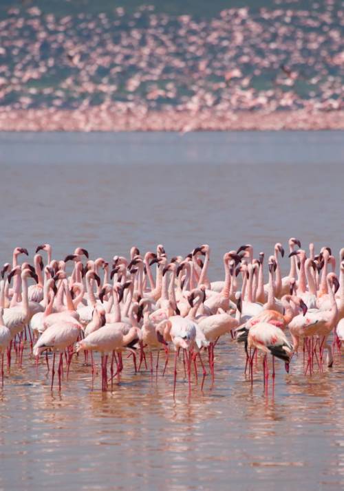 fenicotteri al lago naivasha