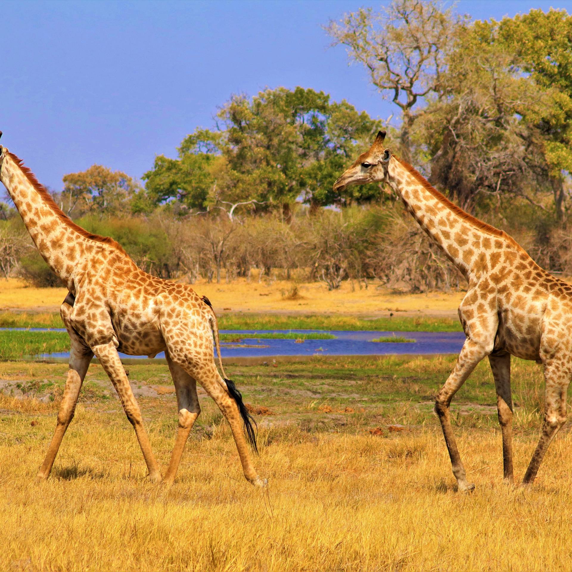 Safari avventura in Namibia e Botswana