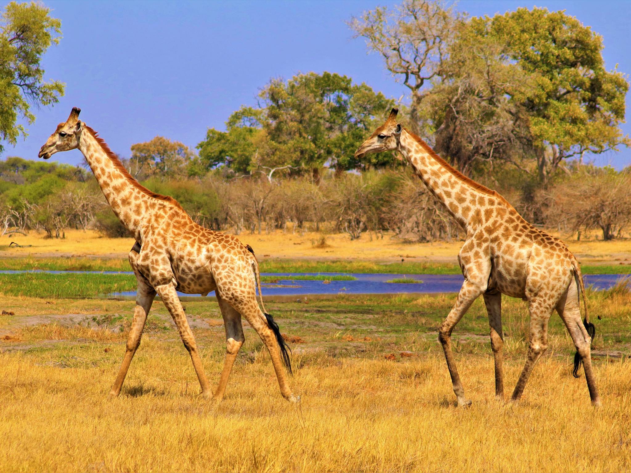 Safari avventura in Namibia e Botswana cover