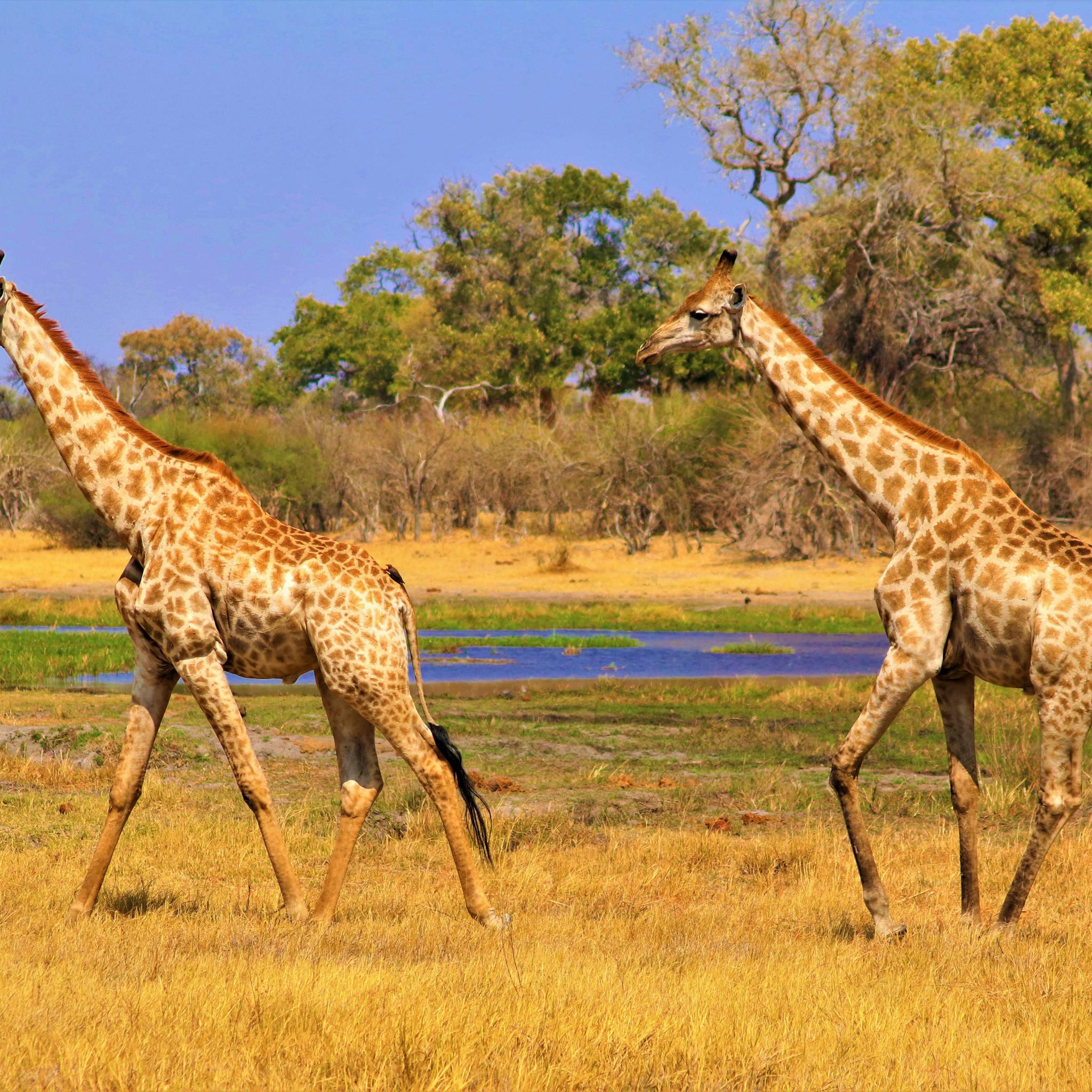 Safari avventura in Namibia e Botswana