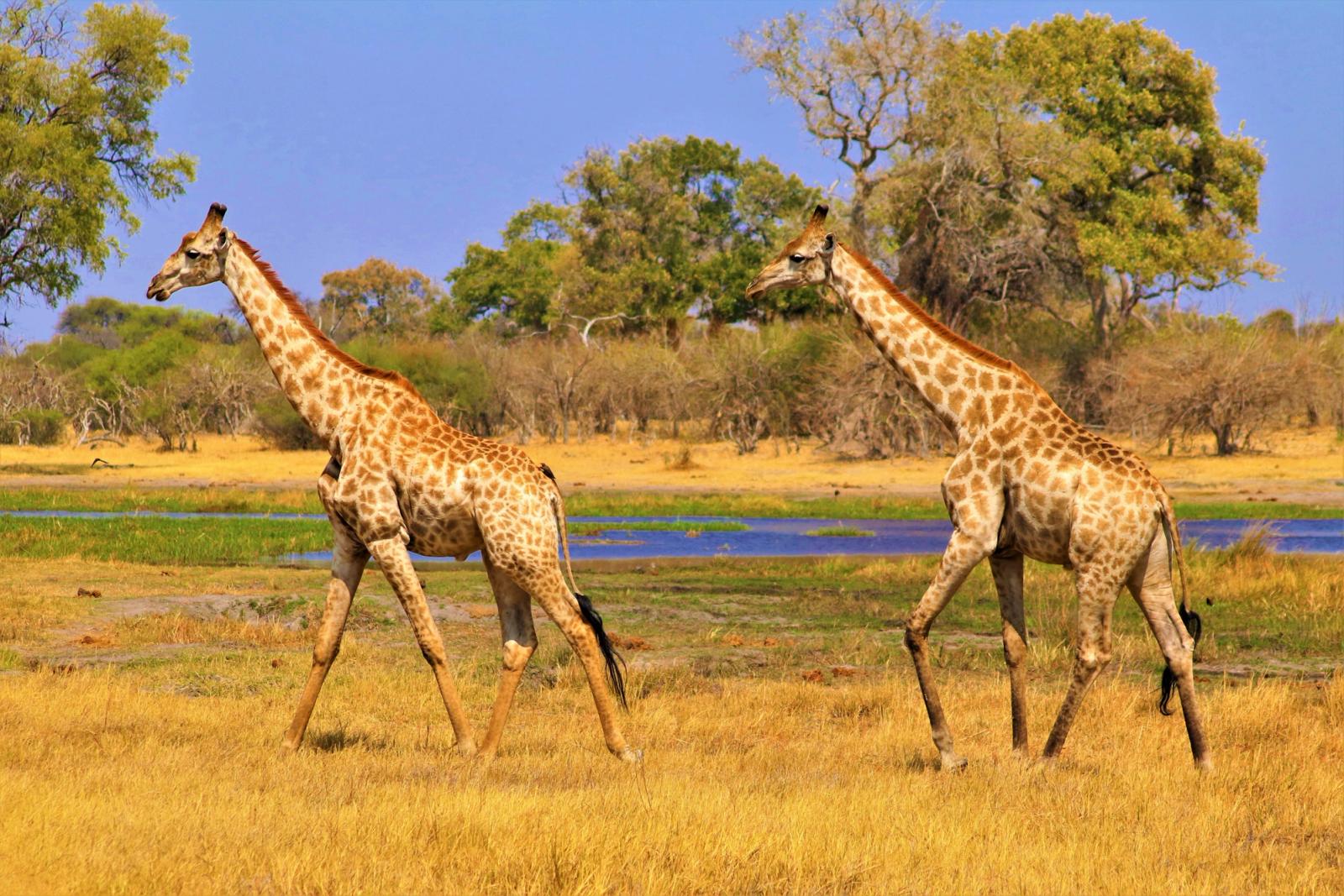 branco di giraffe nella savana