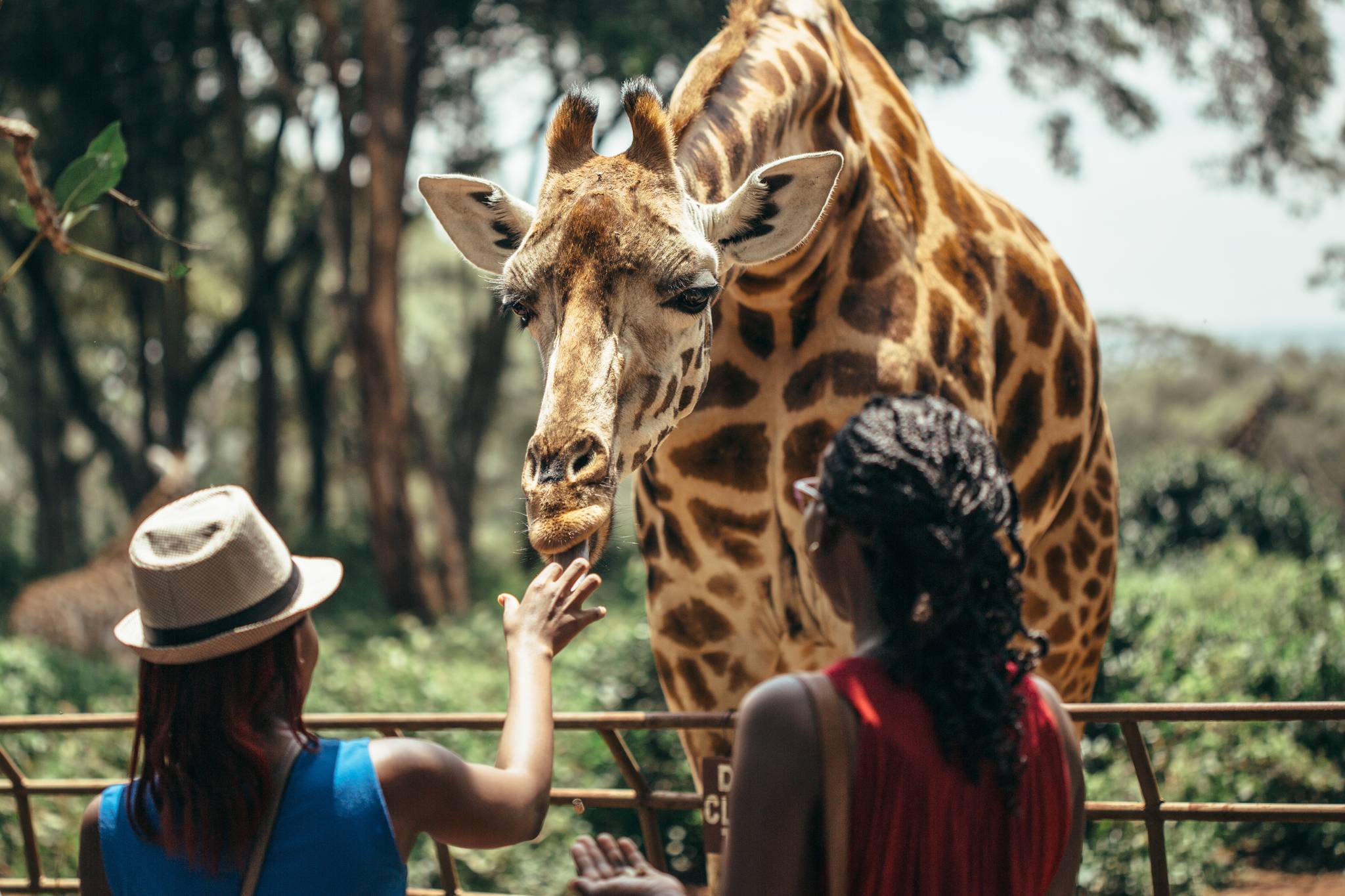 incontro tra turisti e una giraffa