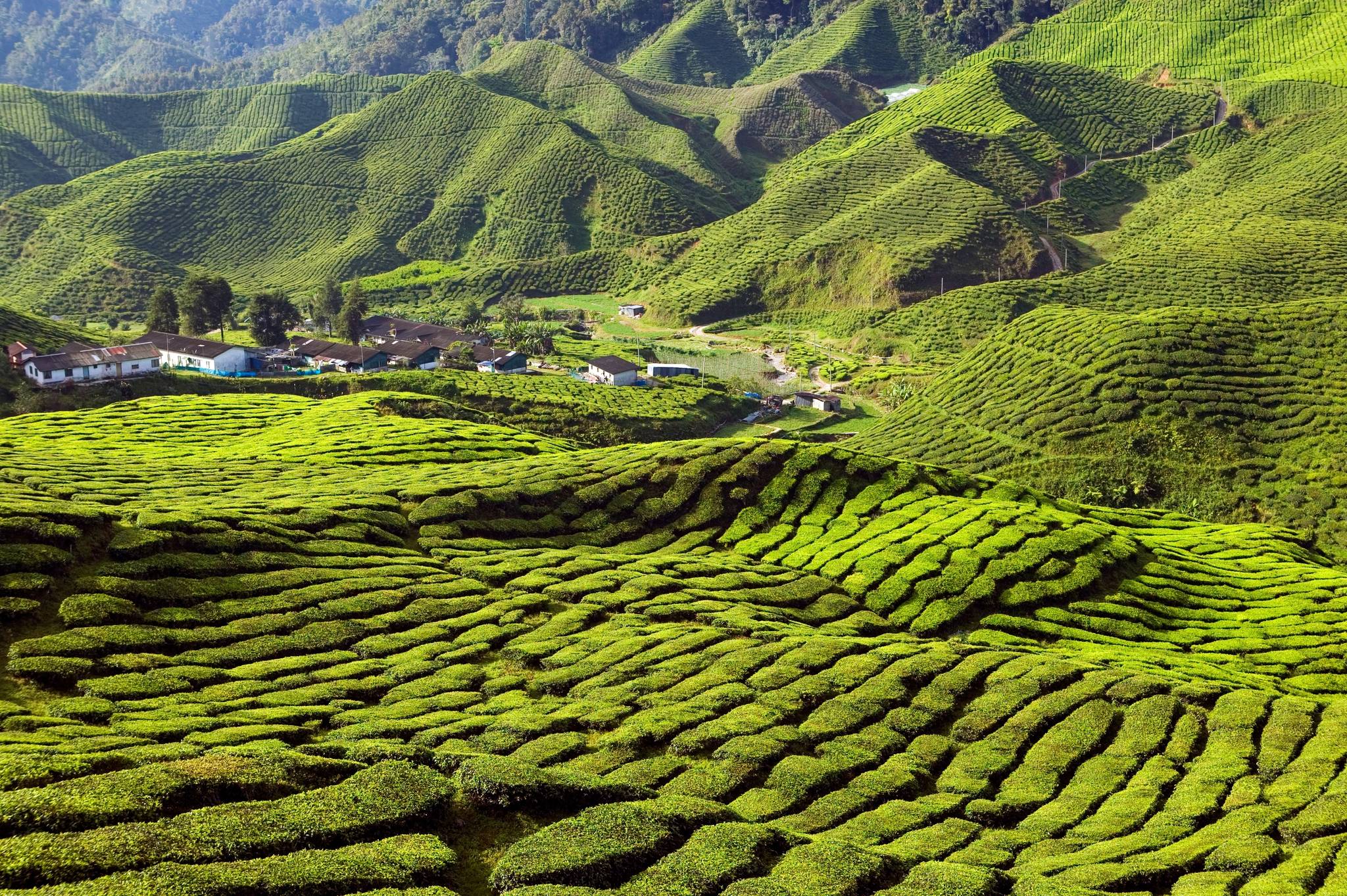 cameron highlands