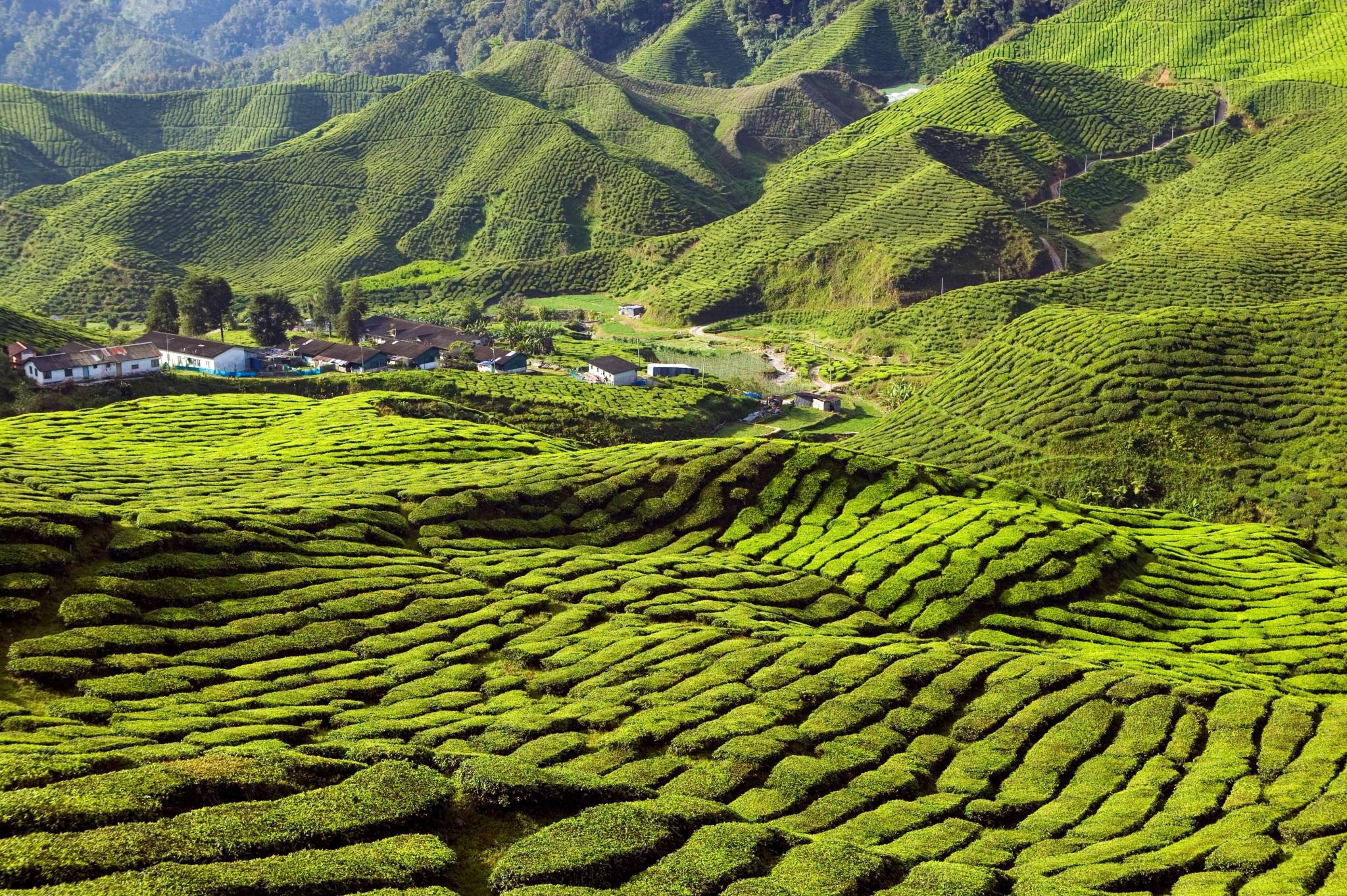cameron highlands