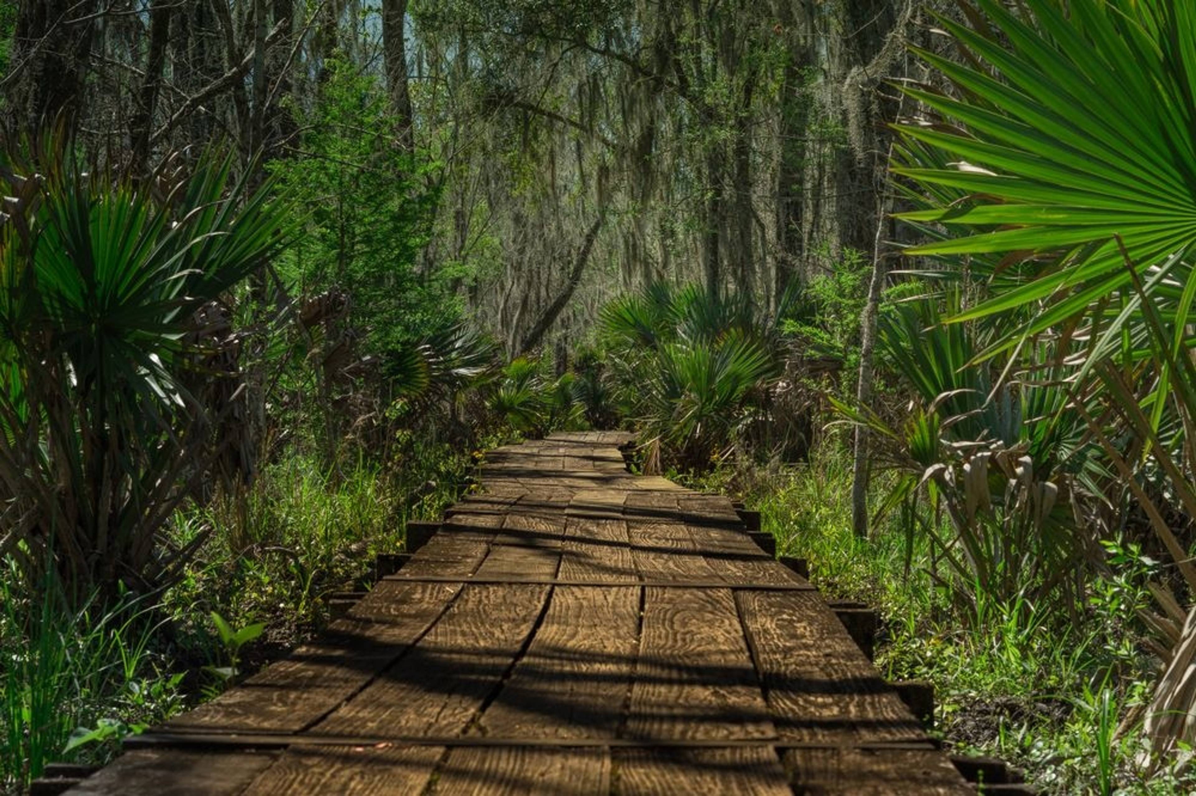 sentiero in legno che porta nella foresta