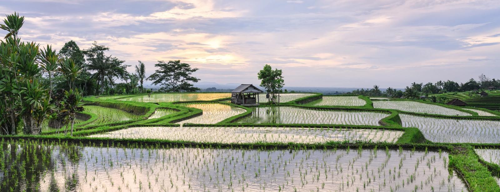 terrazze di riso indonesia