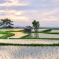 terrazze di riso indonesia