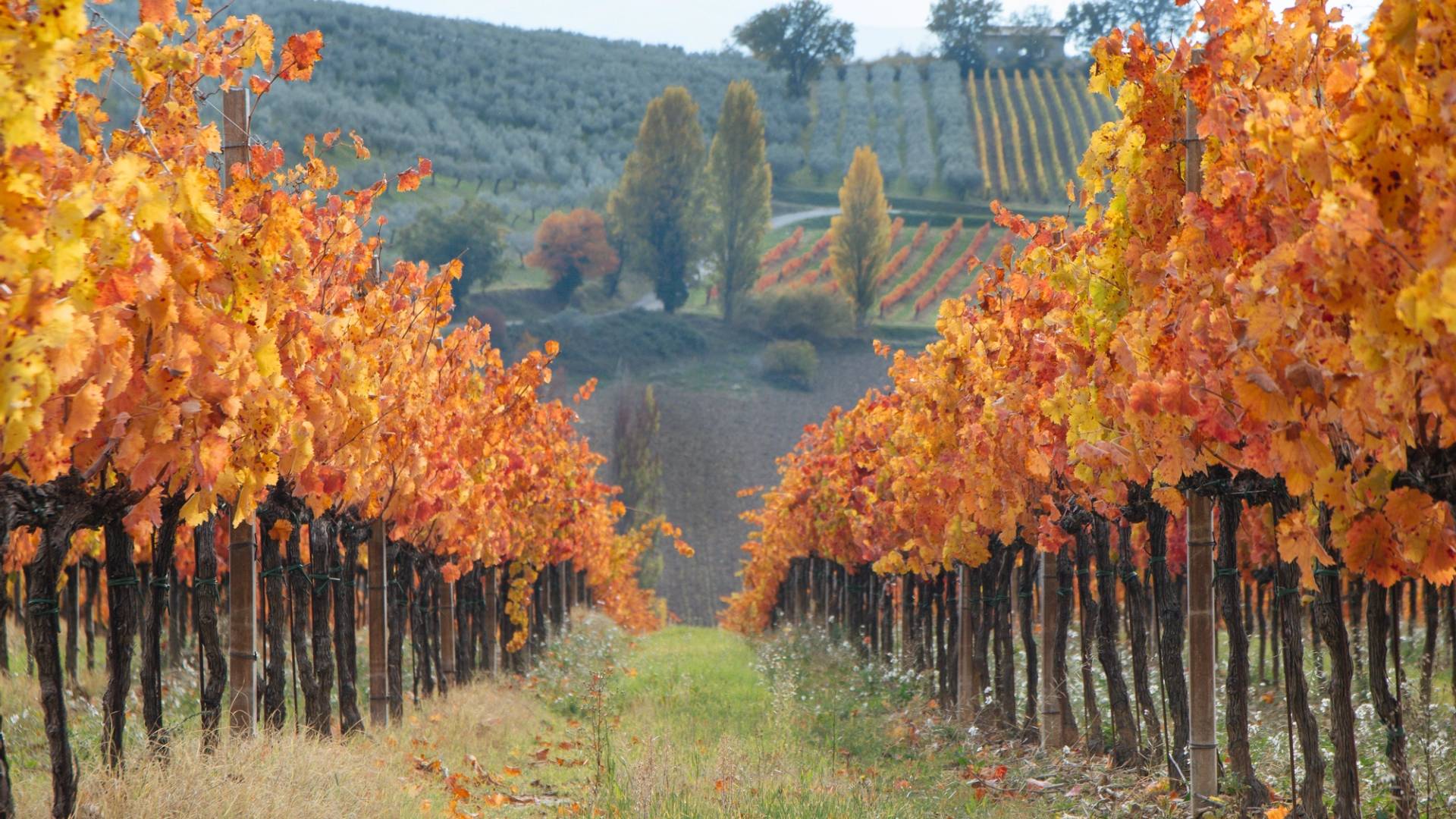 organized group trips in autumn