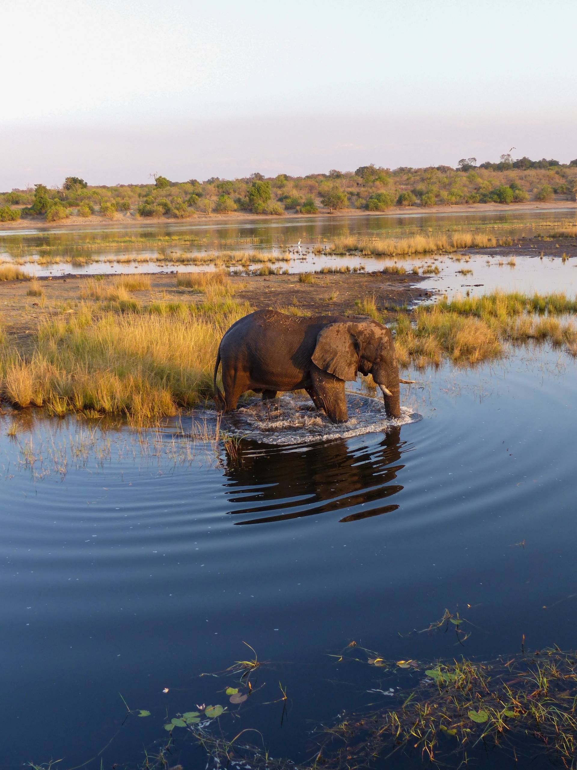 fiume chobe