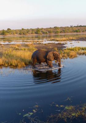 elefante nel fiume chobe