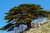 foresta di cedro in libano