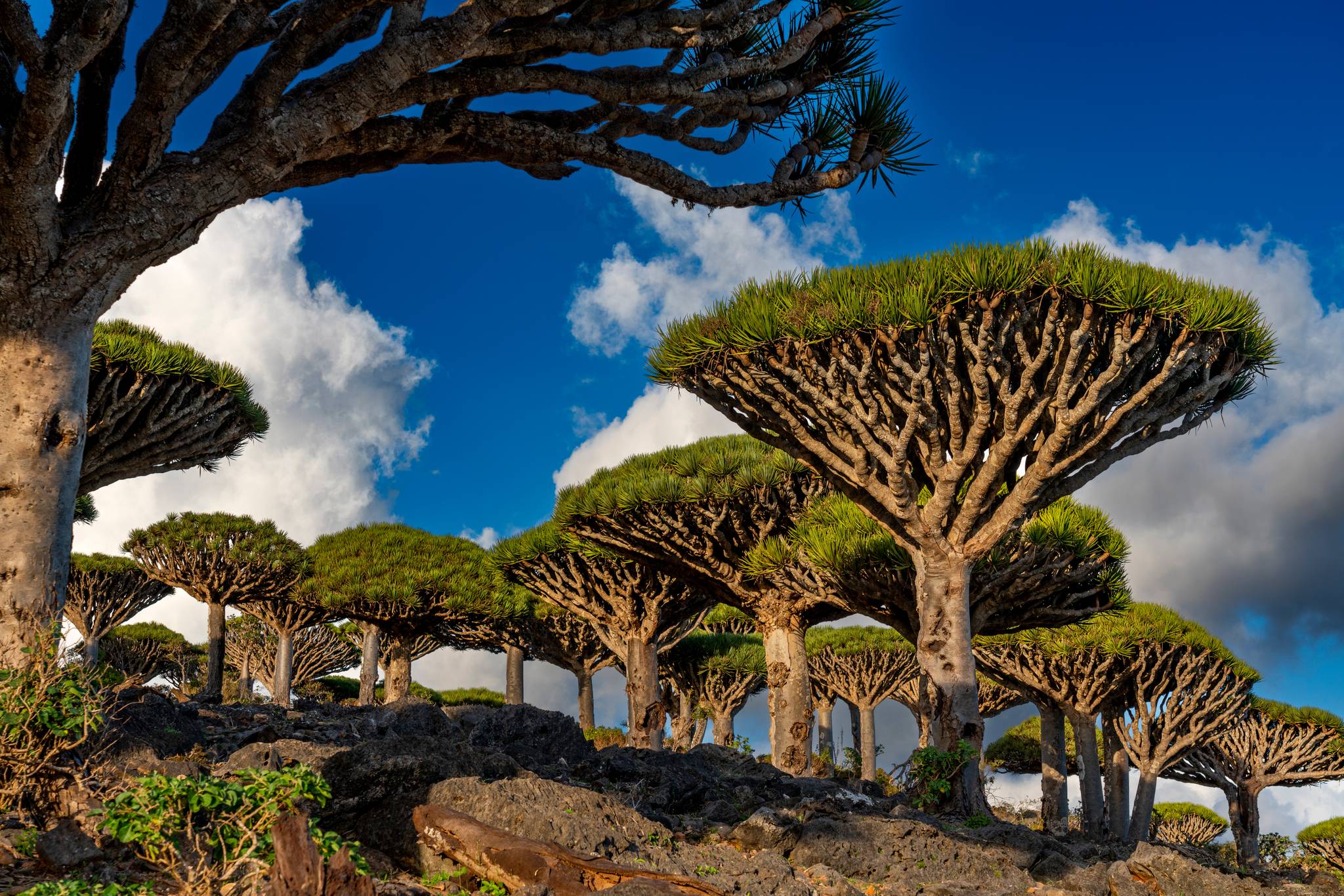isola di socotra