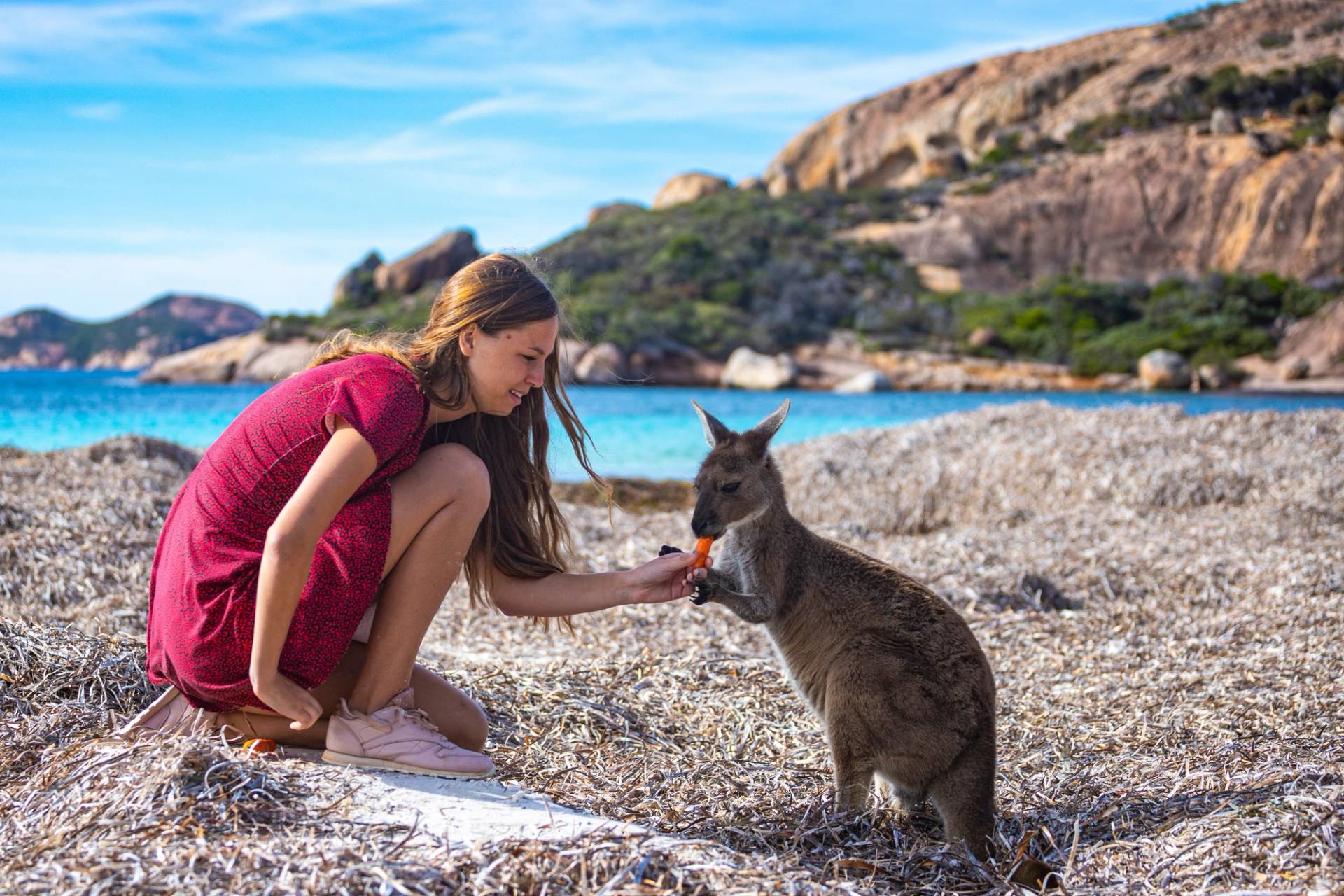 isola dei canguri australia