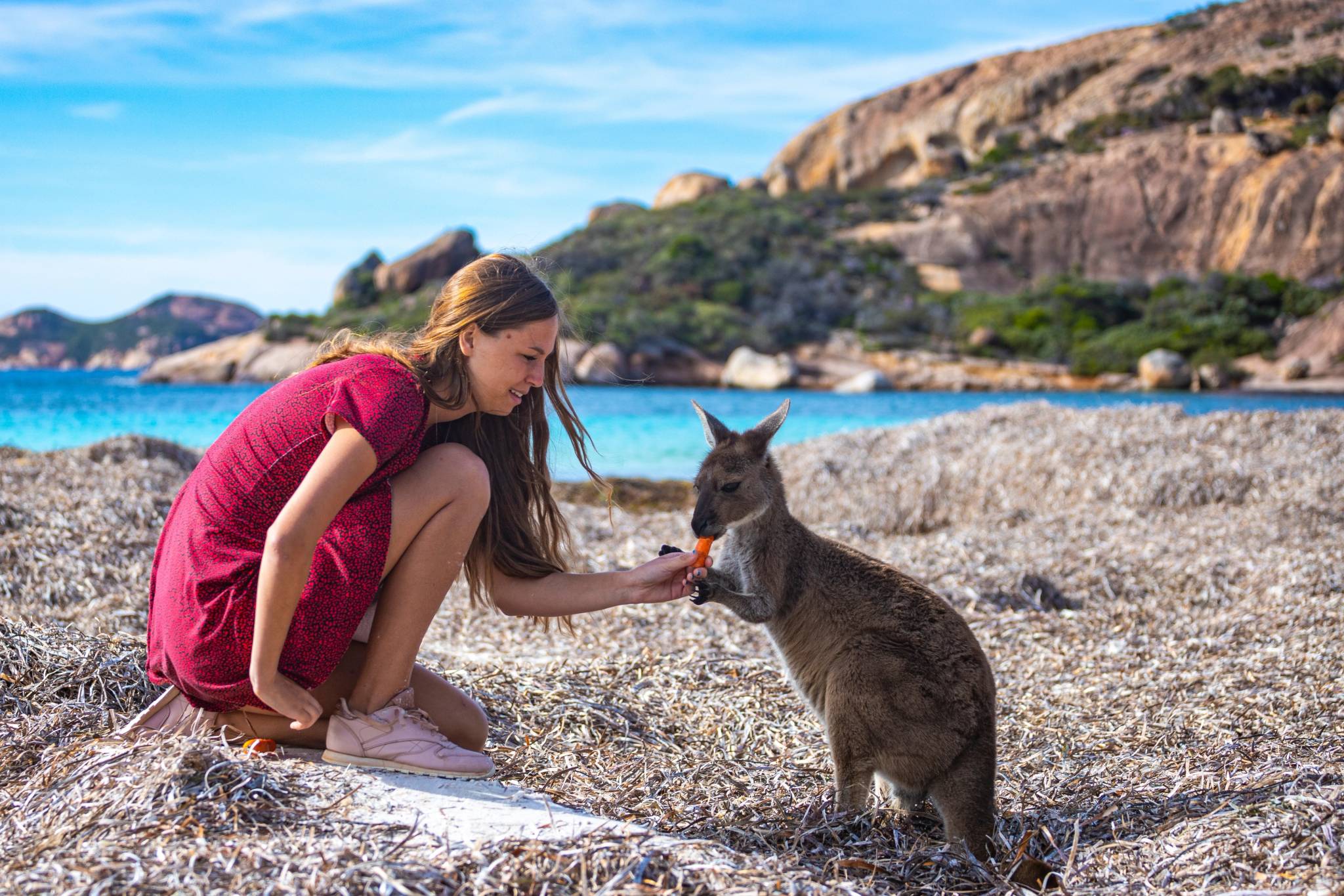 isola dei canguri australia