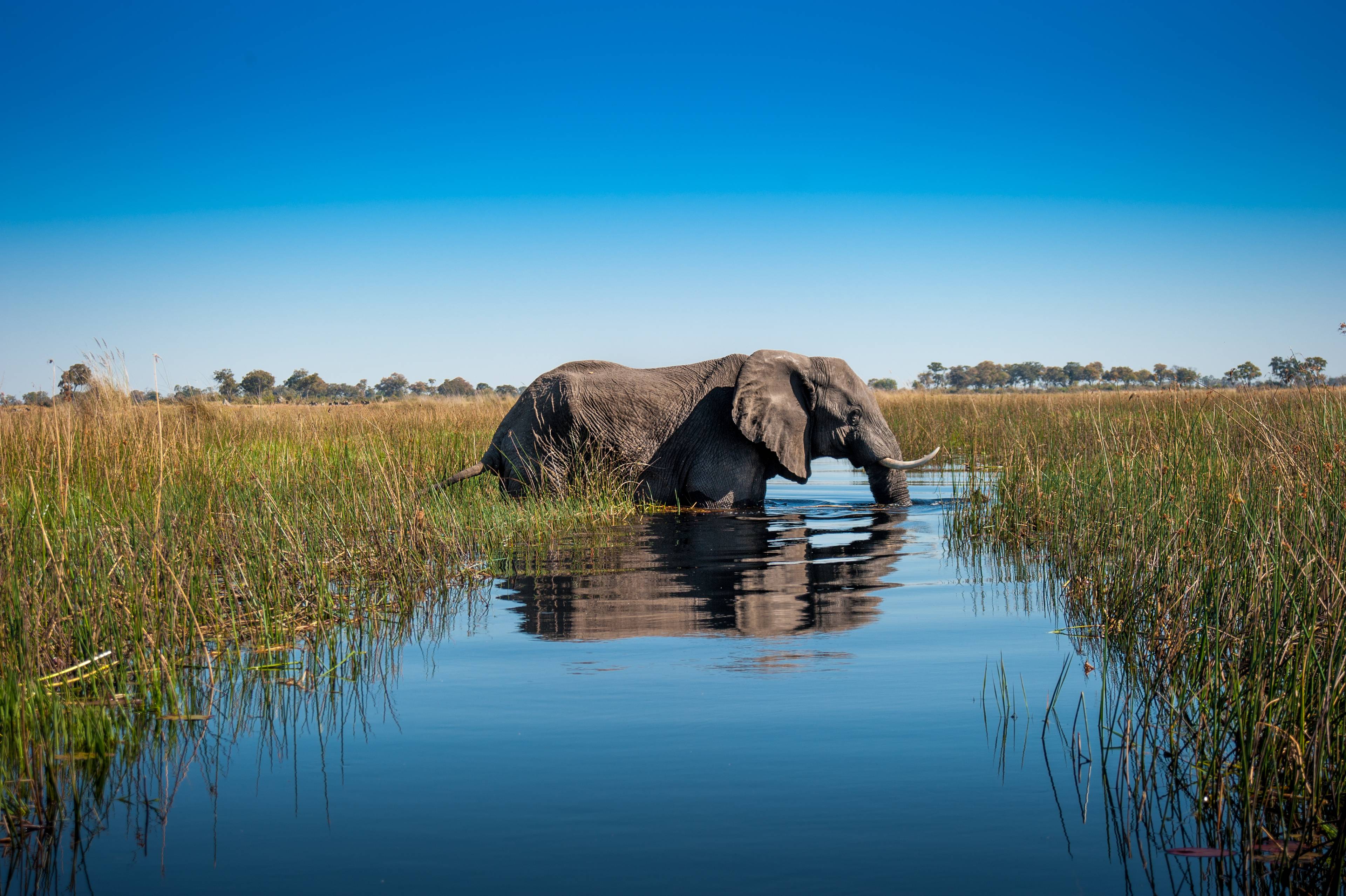 elefante dentro il fiume